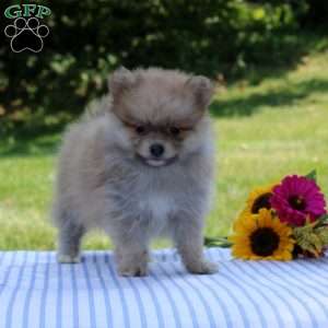 Logan, Pomeranian Puppy